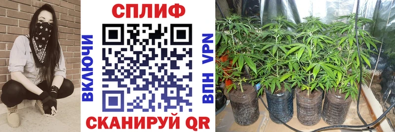 Купить где  Мамоново  Каннабис OG Kush 